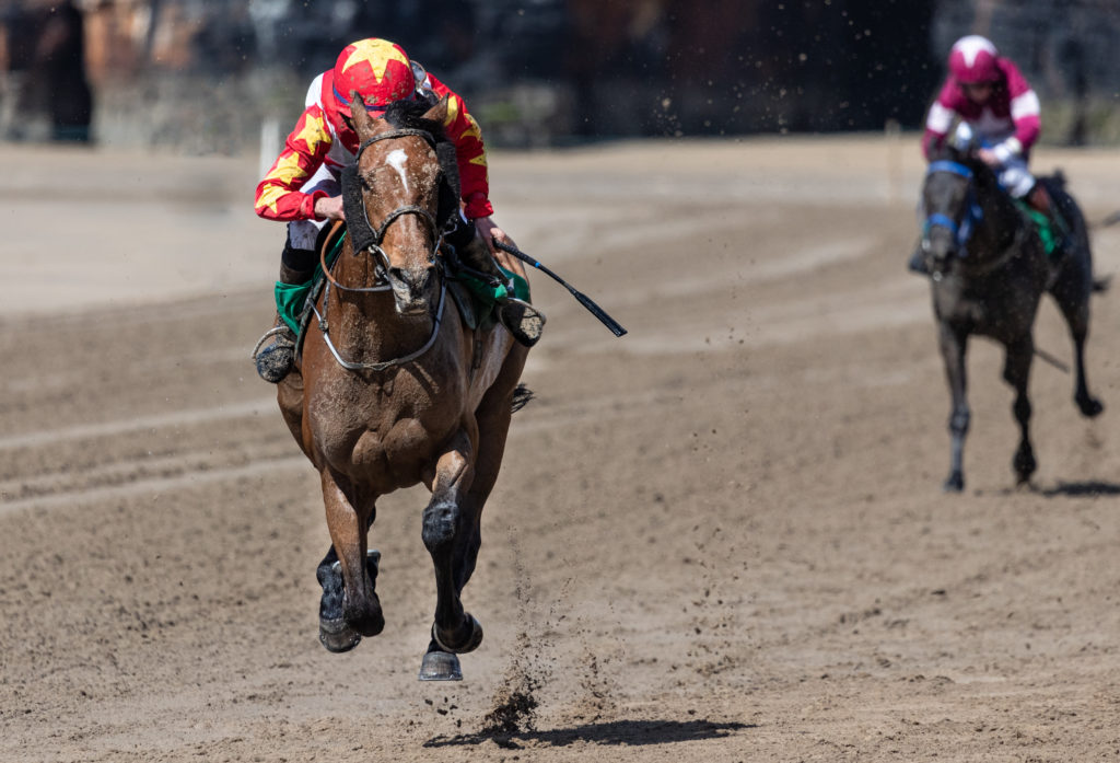 １着で駆け抜ける馬