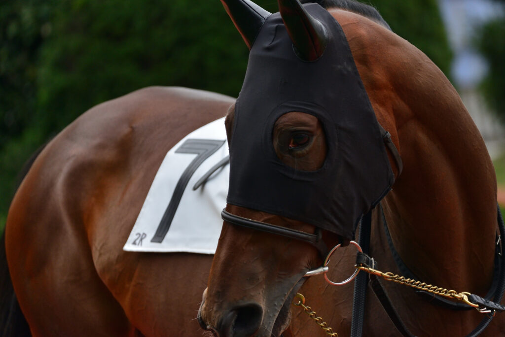 競走馬のアップ